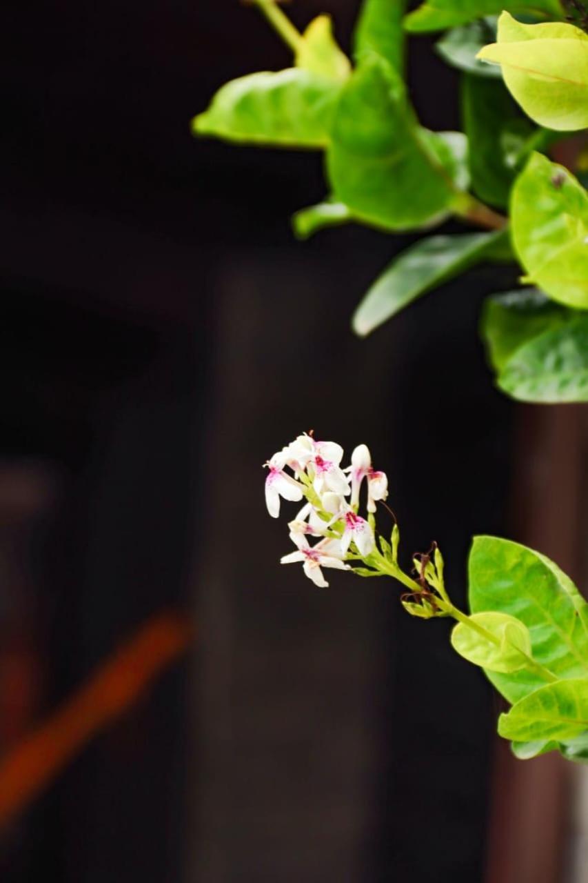 Suites E Cafe Recanto Da Arvore Arraial do Cabo Buitenkant foto
